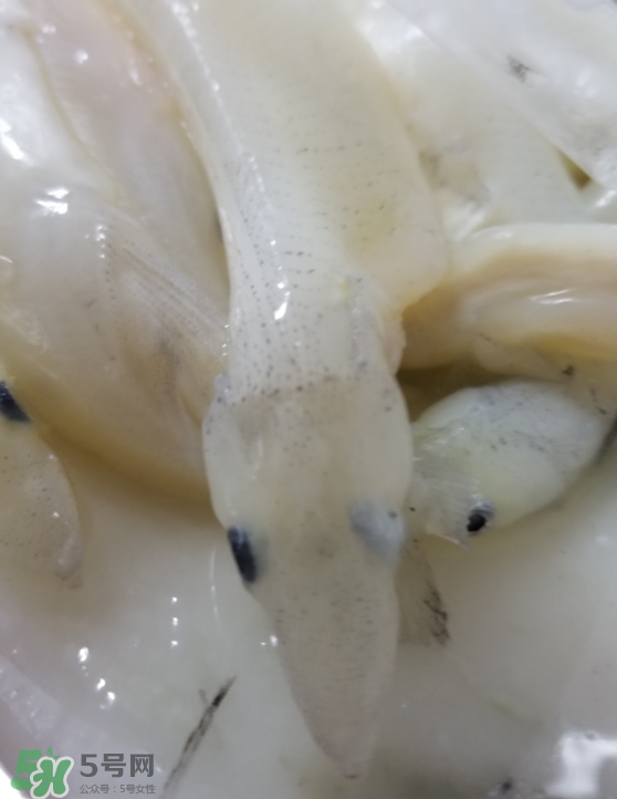 銀魚怎么保存？銀魚可以放在冰箱冷凍保存嗎？