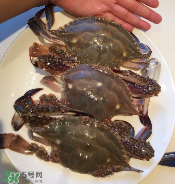 梭子蟹是海里的嗎？梭子蟹是螃蟹嗎？