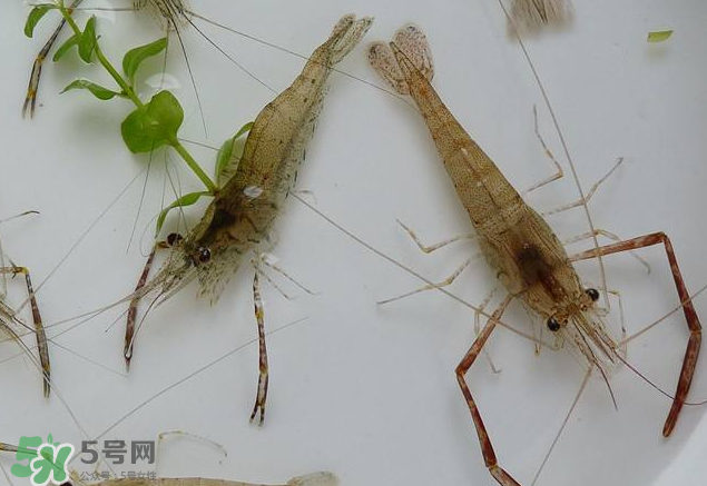 河蝦是發(fā)物嗎？河蝦是不是發(fā)物？