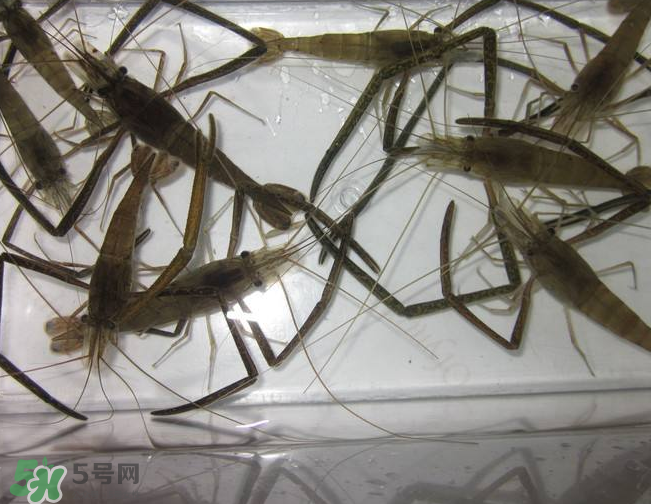 河蝦是發(fā)物嗎？河蝦是不是發(fā)物？