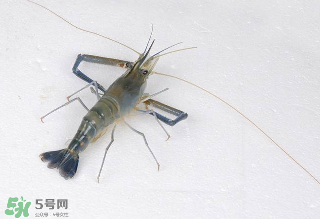 河蝦是酸性還是堿性？河蝦是涼性還是熱性？