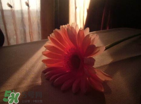 塑料花友誼是什么意思？塑料花友誼怎么來的
