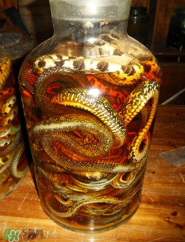 毒蛇泡酒多久才能喝？毒蛇泡酒多久才會死？