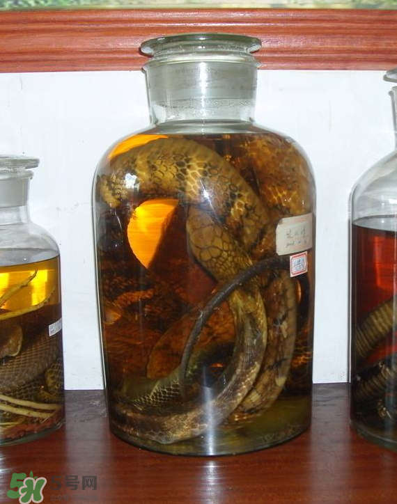 毒蛇泡酒多久才能喝？毒蛇泡酒多久才會死？
