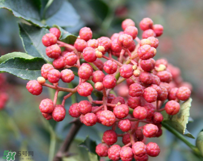 花椒泡腳能治白發(fā)嗎？花椒泡腳白發(fā)能轉(zhuǎn)黑嗎？