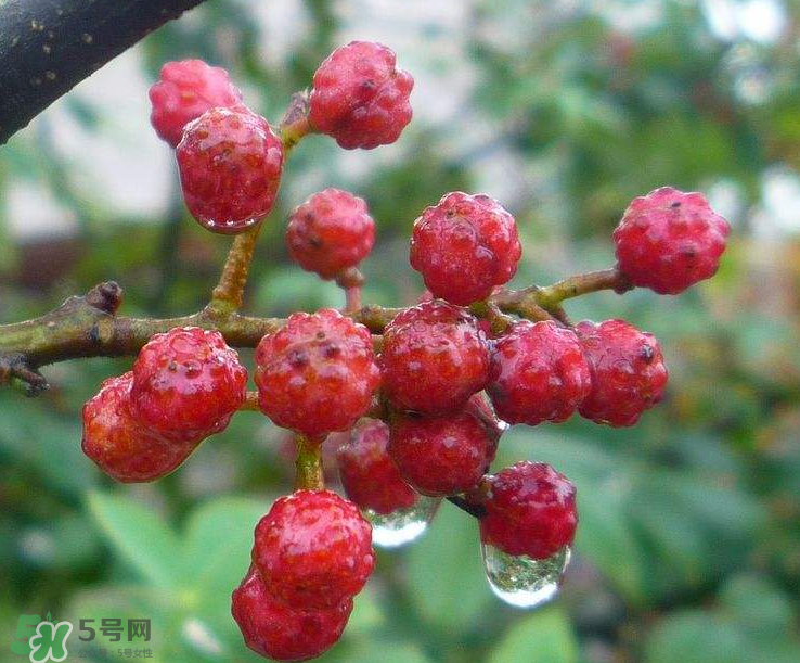 花椒泡腳能祛濕嗎？怎樣用花椒去濕去寒？