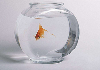 凈化水可以養(yǎng)魚嗎？凈化水可以沖奶粉嗎