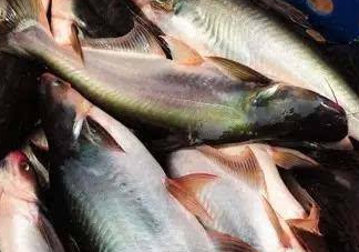 巴沙魚是什么魚？巴沙魚吃什么東西？