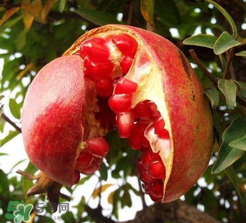 突尼斯石榴哪里產(chǎn)？突尼斯軟籽石榴產(chǎn)地