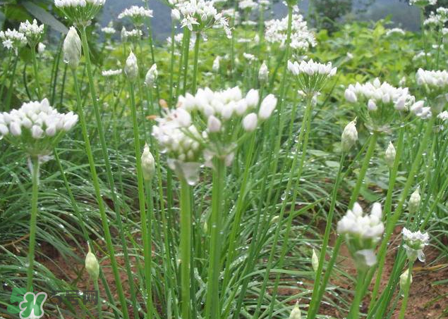 韭菜籽泡水喝有效果嗎？韭菜籽能直接泡水喝嗎？