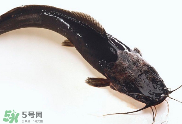 黑魚(yú)厲害還是鯰魚(yú)厲害？黑魚(yú)是世界上最臟的魚(yú)