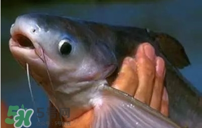 巴沙魚為什么不能吃？巴沙魚多少錢一斤