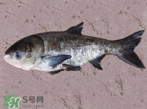 花鰱魚是海鮮嗎？花鰱魚是淡水魚嗎
