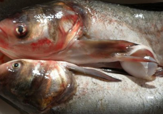 花鰱魚是海鮮嗎？花鰱魚是淡水魚嗎