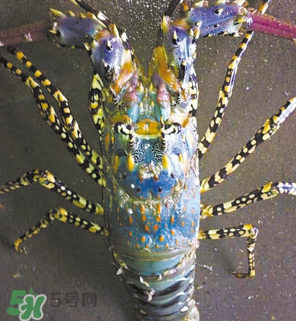 中華錦繡龍蝦可以養(yǎng)殖嗎？中華錦繡龍蝦有毒嗎