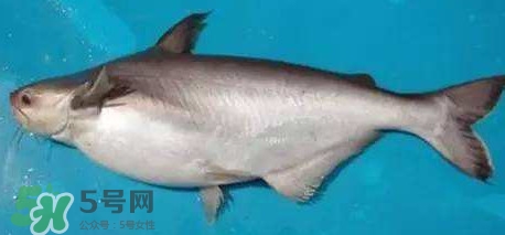 巴沙魚是淡水魚還是海魚？巴沙魚為什么沒有刺