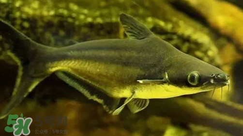 巴沙魚為什么不能吃？巴沙魚多少錢一斤