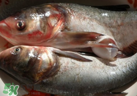花鰱魚是海鮮嗎？花鰱魚是淡水魚嗎