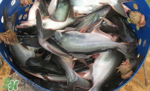 巴沙魚是什么魚？巴沙魚吃什么東西？