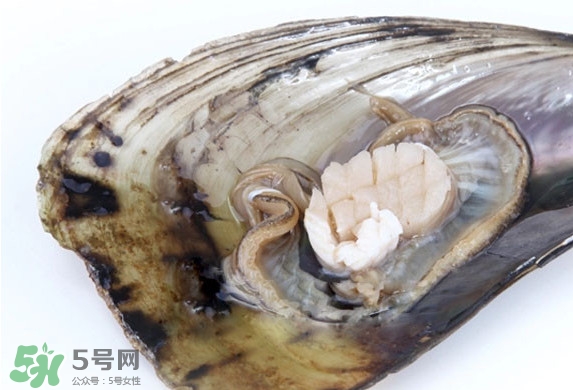 帶子是扇貝嗎？帶子和扇貝哪個好吃