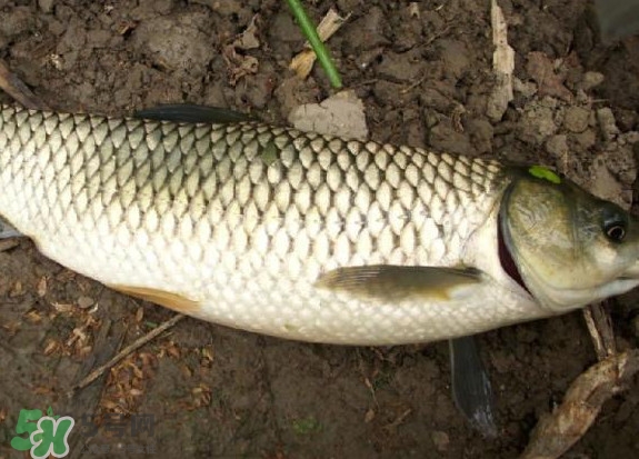 黑魚和草魚哪個好吃？黑魚不適合什么人吃