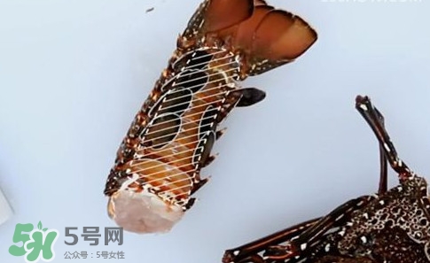 波士頓龍蝦產(chǎn)自波士頓嗎？波士頓龍蝦是哪里的