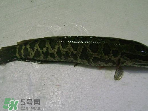 黑魚(yú)厲害還是鯰魚(yú)厲害？黑魚(yú)是世界上最臟的魚(yú)