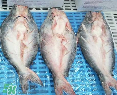 巴沙魚是什么魚？巴沙魚吃什么東西？
