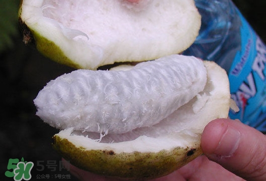 八月炸是什么水果？八月炸果多少錢一斤2017
