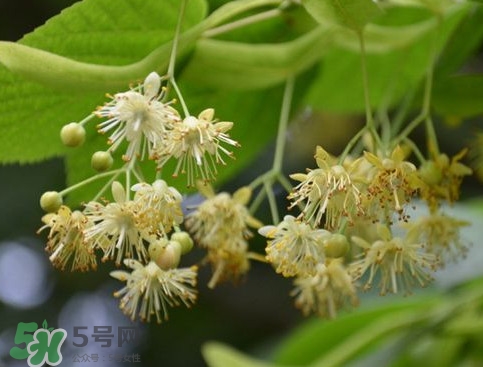 椴樹蜜有什么氣味？椴樹蜜結(jié)晶看到糖怎么回事