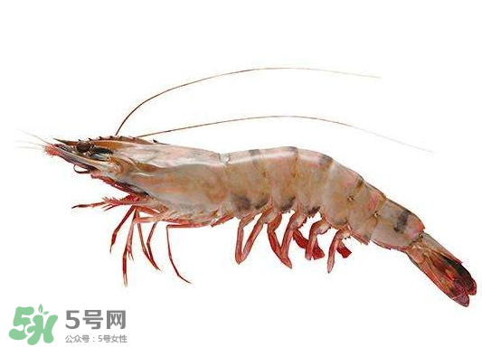 明蝦是海蝦還是河蝦？明蝦是什么蝦？