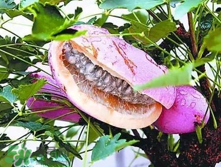 八月瓜適合哪里種植？八月瓜的種植技術(shù)