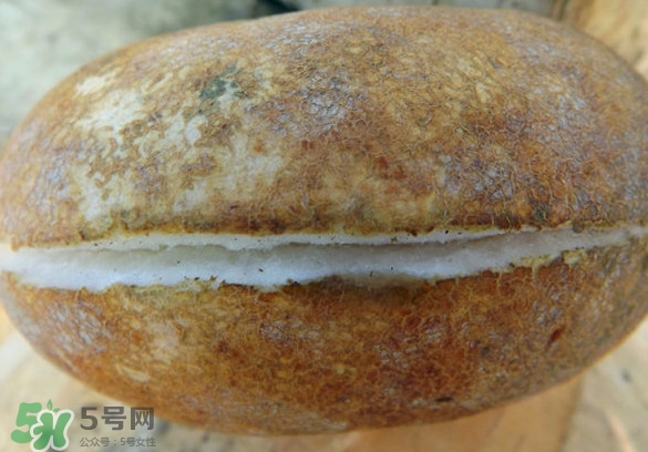 預(yù)知子果為什么種的人少？預(yù)知子和八月扎有區(qū)別嗎