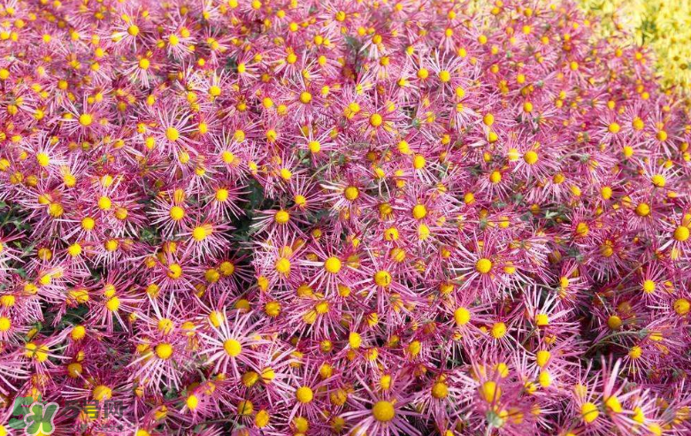 秋天開花嗎？秋天的花有哪些？