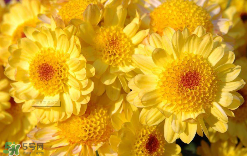 秋天開花嗎？秋天的花有哪些？