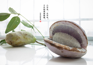 八月瓜可以泡酒嗎？八月瓜可以治乙肝嗎