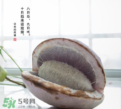 八月瓜可以泡酒嗎？八月瓜可以治乙肝嗎