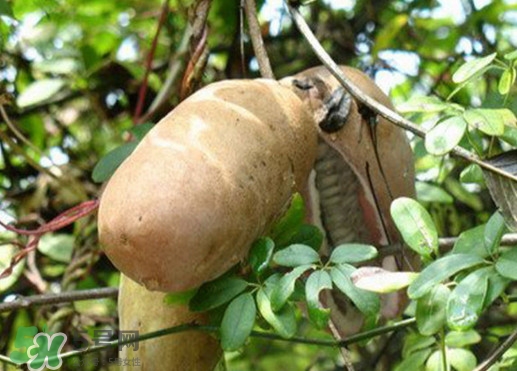 八月瓜適合哪里種植？八月瓜的種植技術(shù)