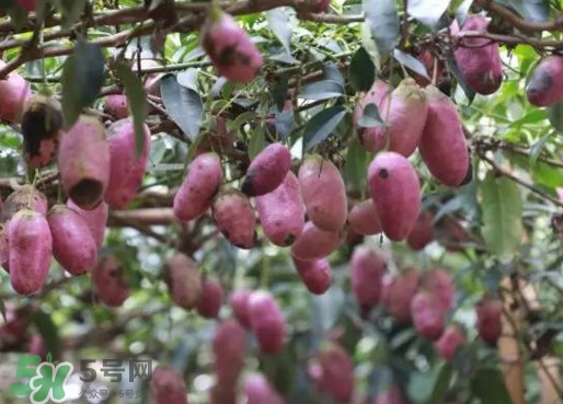 八月瓜能吃嗎？八月瓜到底有什么價值？