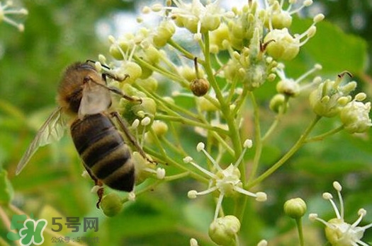 椴樹蜜是什么顏色？椴樹蜜是白色的嗎
