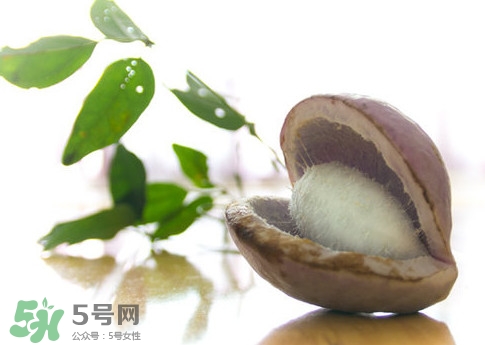 八月瓜可以泡酒嗎？八月瓜可以治乙肝嗎