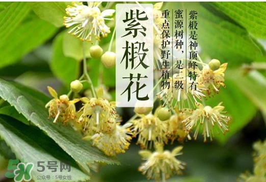 椴樹蜜多少錢一斤？椴樹蜜的功效與作用