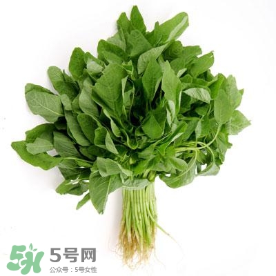 寶寶輔食可以吃哪些蔬菜？寶寶吃蔬菜泥的最佳時間