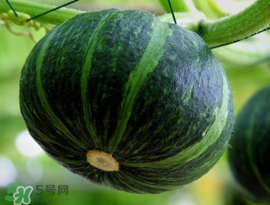貝貝南瓜什么時(shí)候種植？貝貝南瓜什么時(shí)候上市