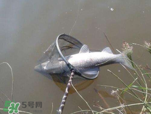 青魚怎么釣？釣青魚用什么餌料最好？