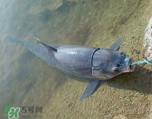 青魚怎么釣？釣青魚用什么餌料最好？