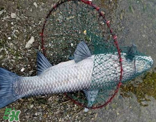 青魚怎么釣？釣青魚用什么餌料最好？