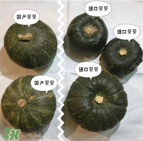 貝貝南瓜怎么挑選？貝貝南瓜有假的嗎