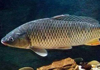 青魚怎么釣？釣青魚用什么餌料最好？