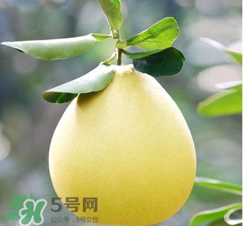 紅心蜜柚是不是轉(zhuǎn)基因？蜜柚是哪個(gè)地方的特產(chǎn)